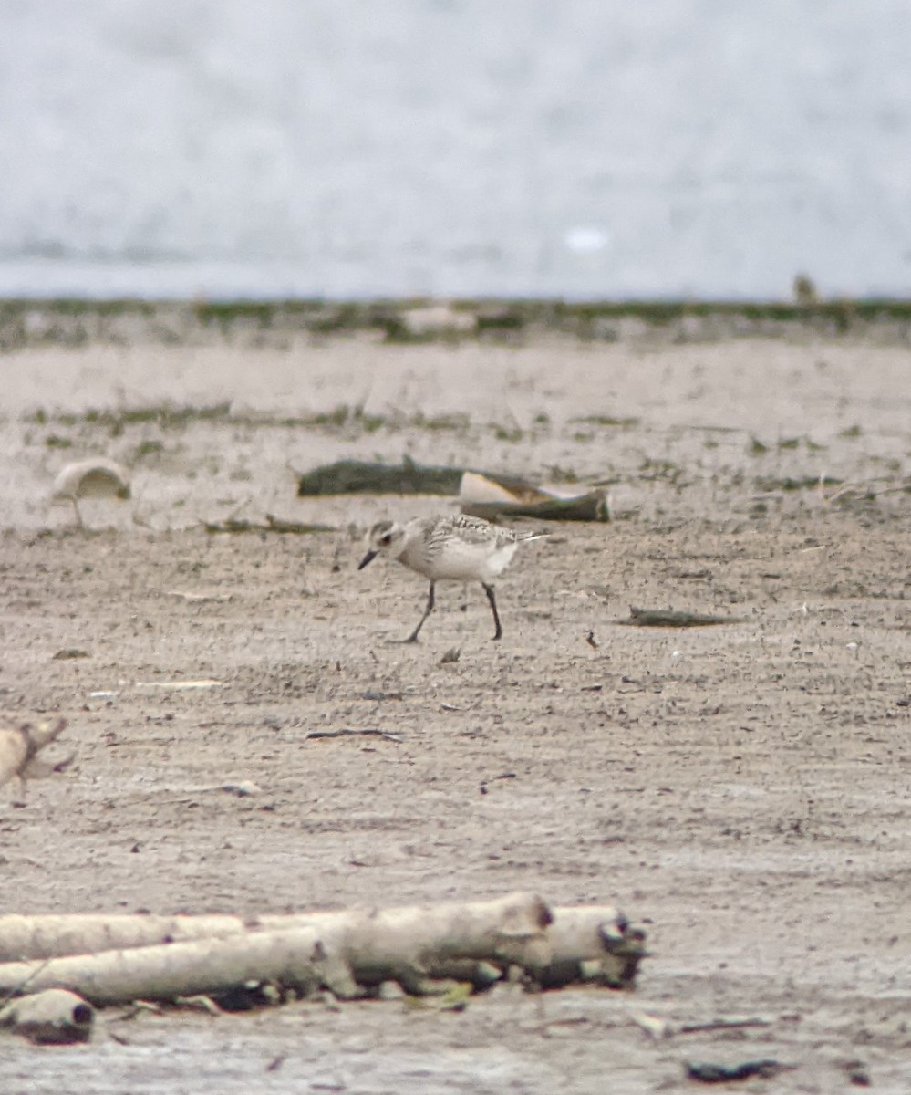 Black-bellied Plover - ML488795911