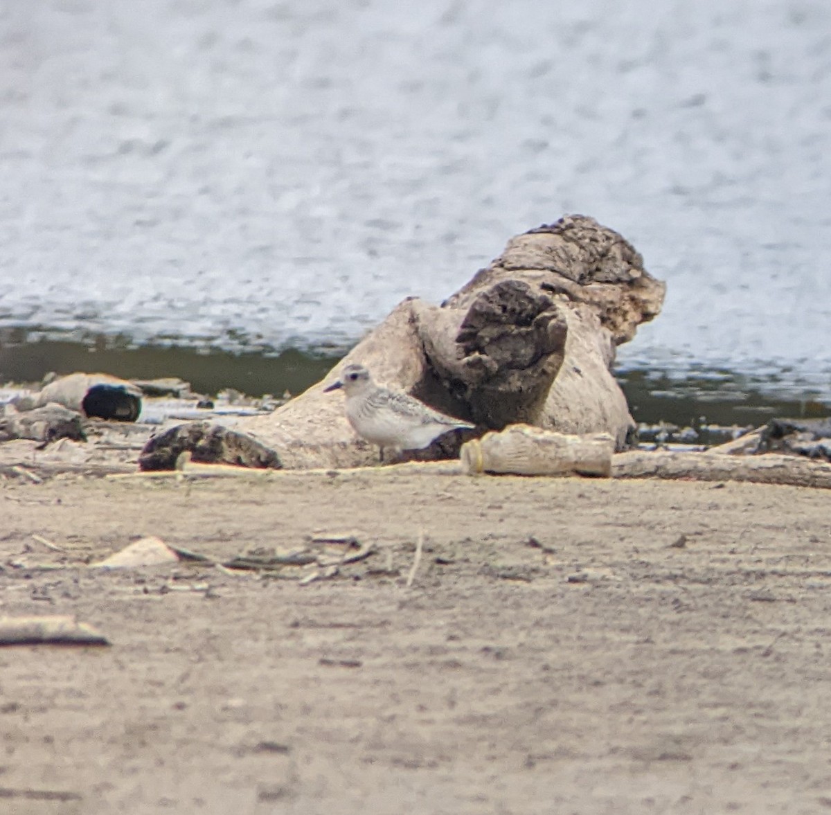 Black-bellied Plover - ML488795921