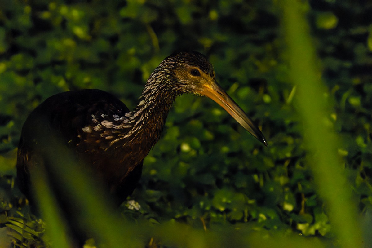 Limpkin - ML488799241