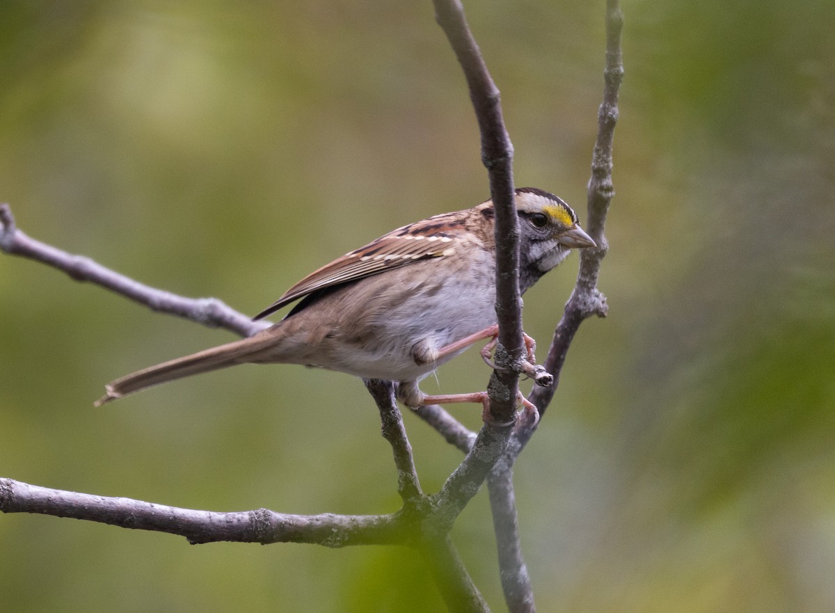 White-throated Sparrow - Jay McGowan