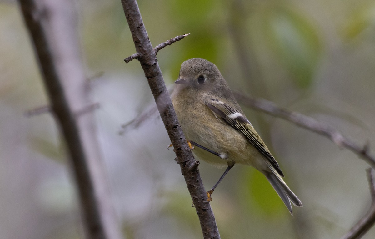 Ruby-crowned Kinglet - ML488802321