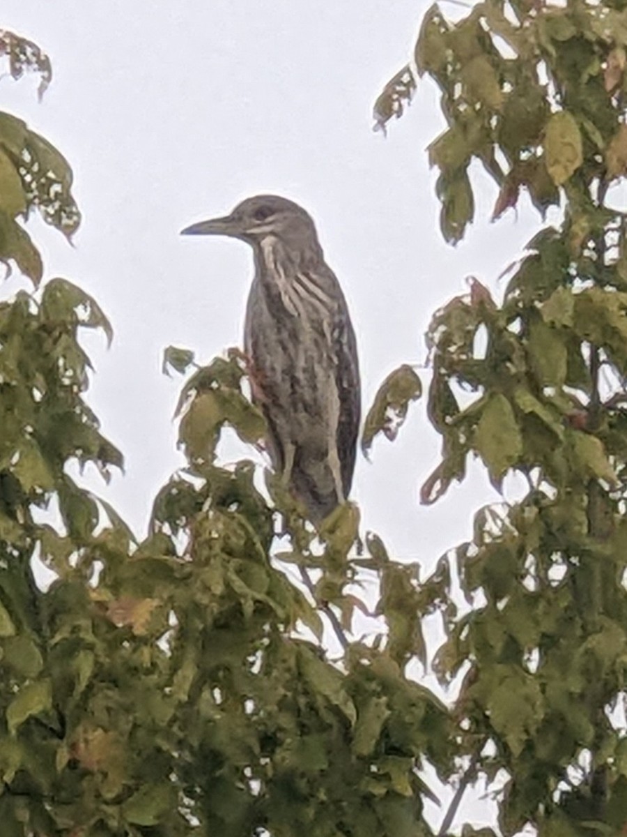 Black-crowned Night Heron - ML488804031