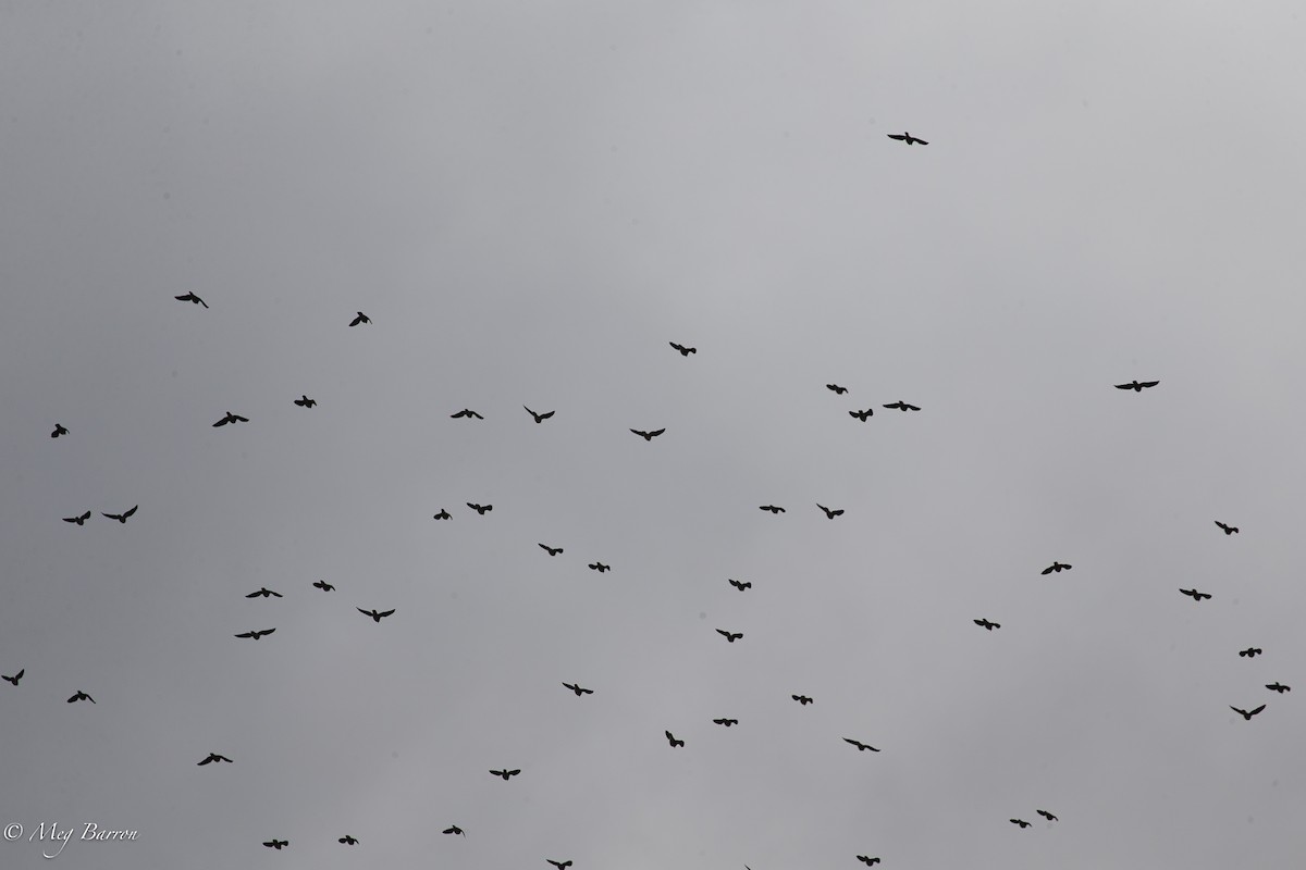 Band-tailed Pigeon - Meg Barron