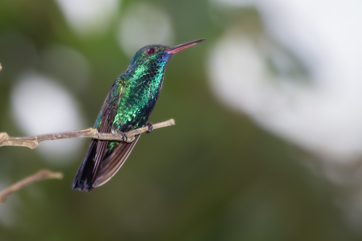 kolibřík modrobradý - ML488805311