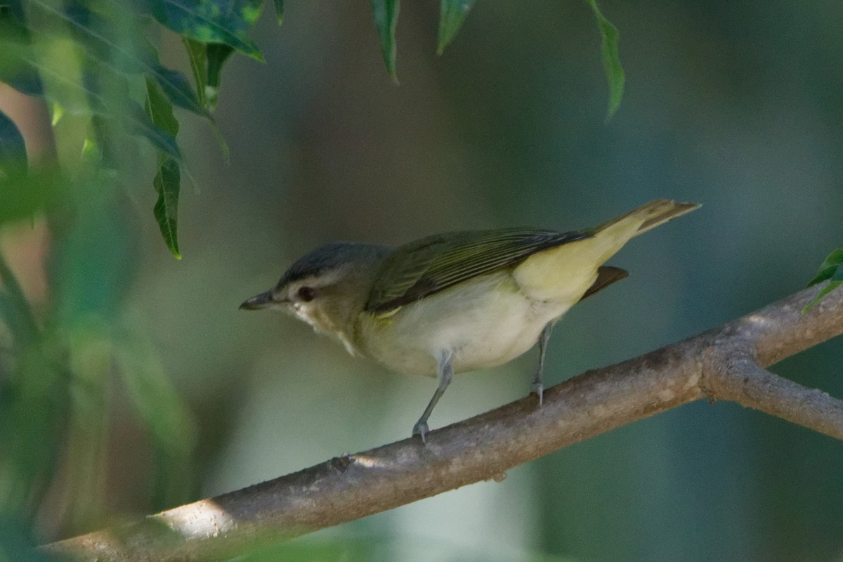 Red-eyed Vireo - ML488808491