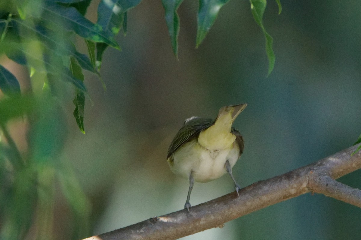 Red-eyed Vireo - ML488808521