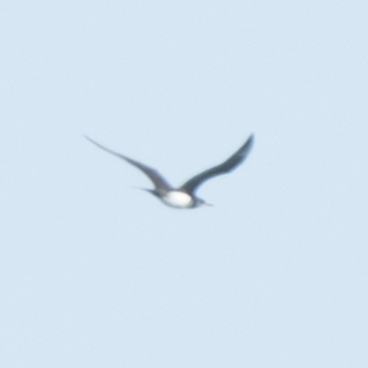 Parasitic Jaeger - ML488809871