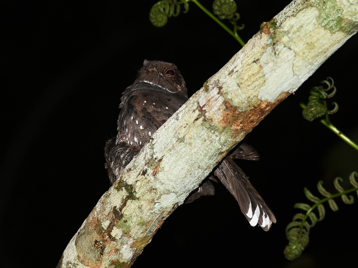 Ocellated Poorwill - ML488810311