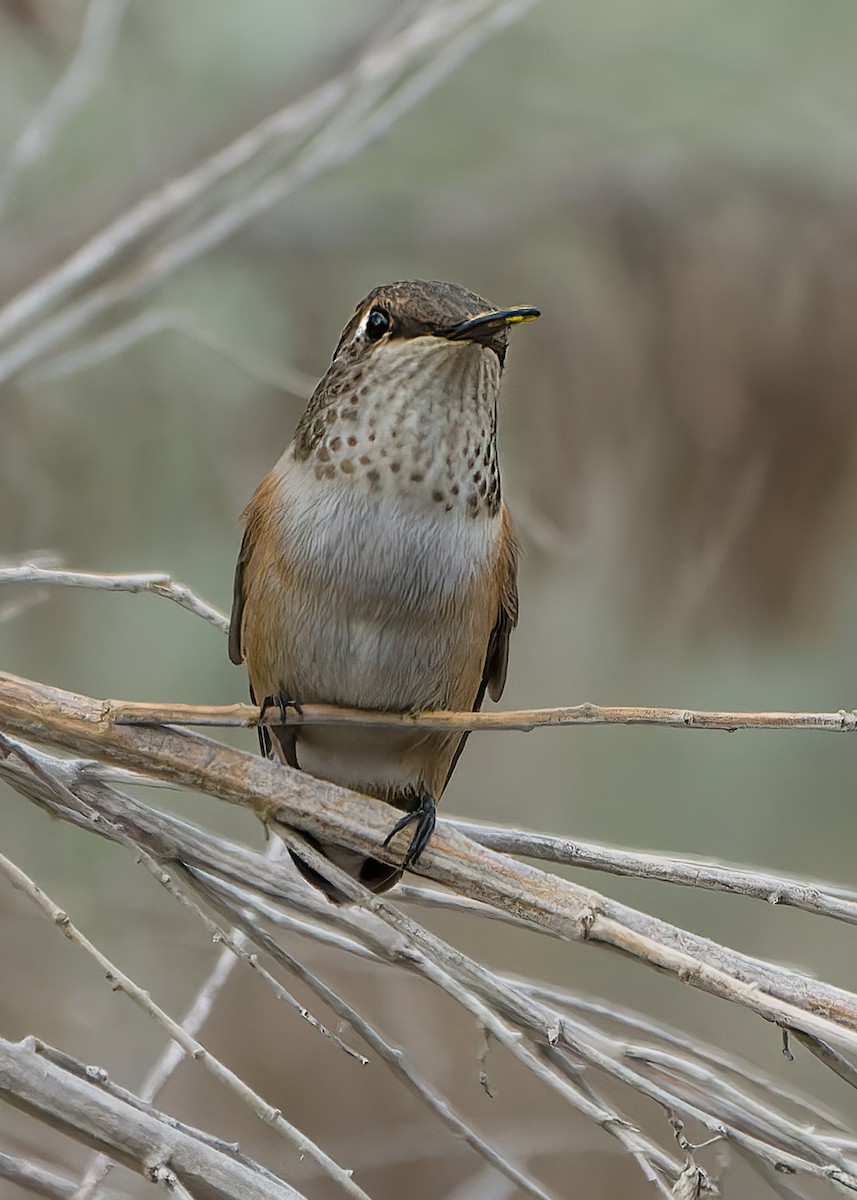 Rufous Hummingbird - ML488810391