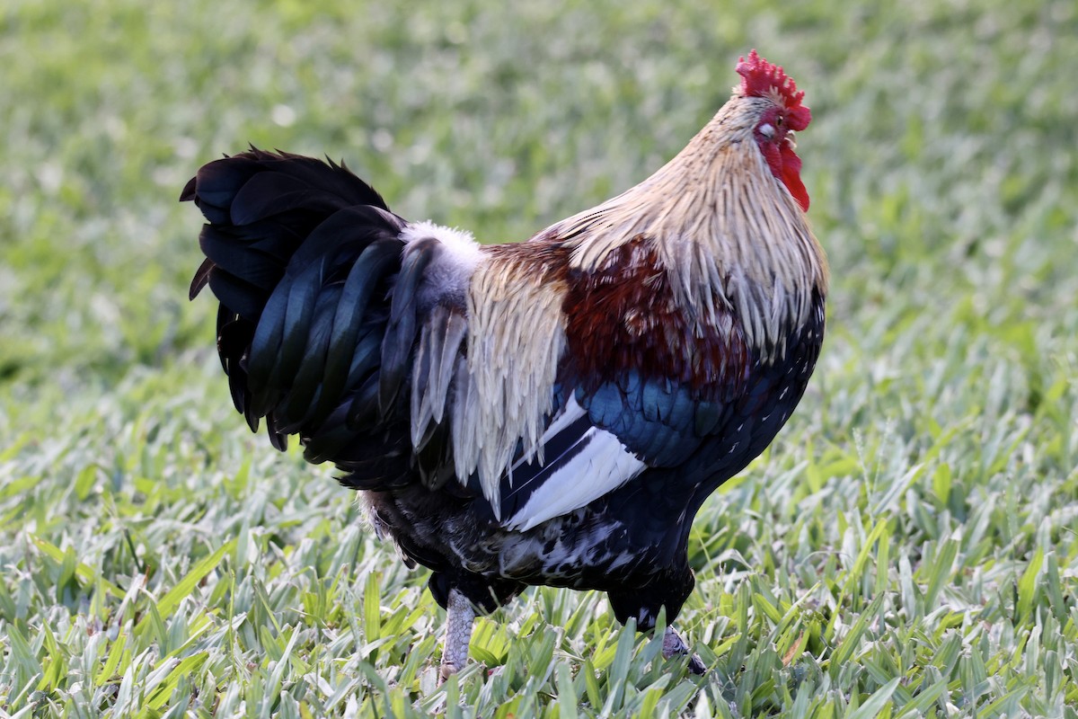 Red Junglefowl (Domestic type) - ML488810521