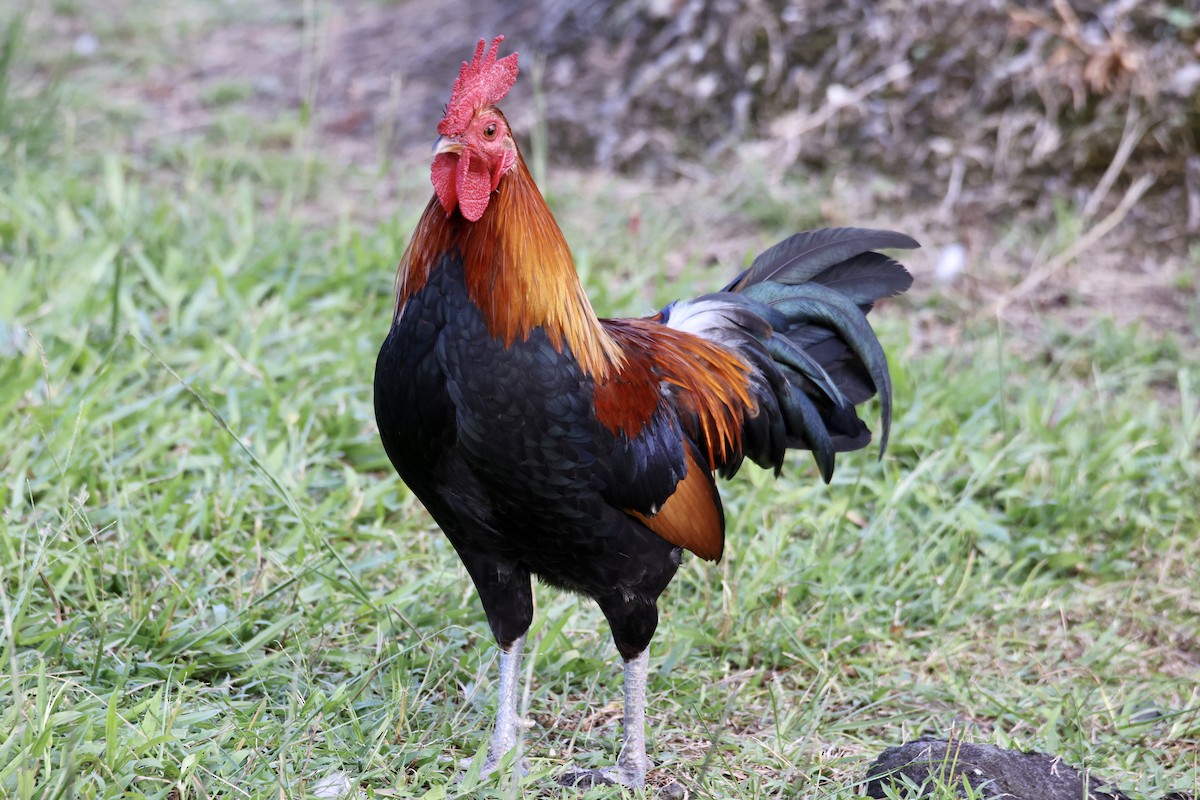 Red Junglefowl (Domestic type) - Sam Larkin