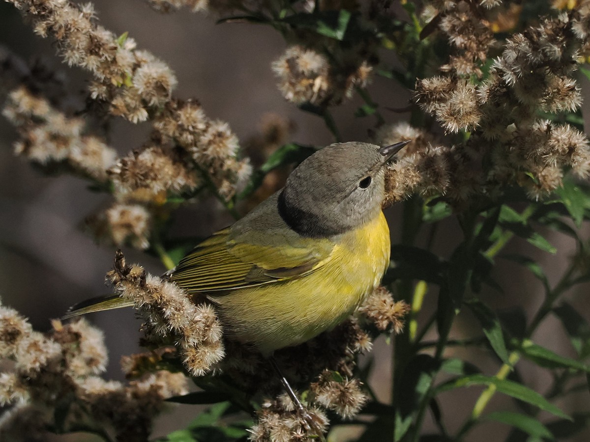 Nashville Warbler - ML488810651