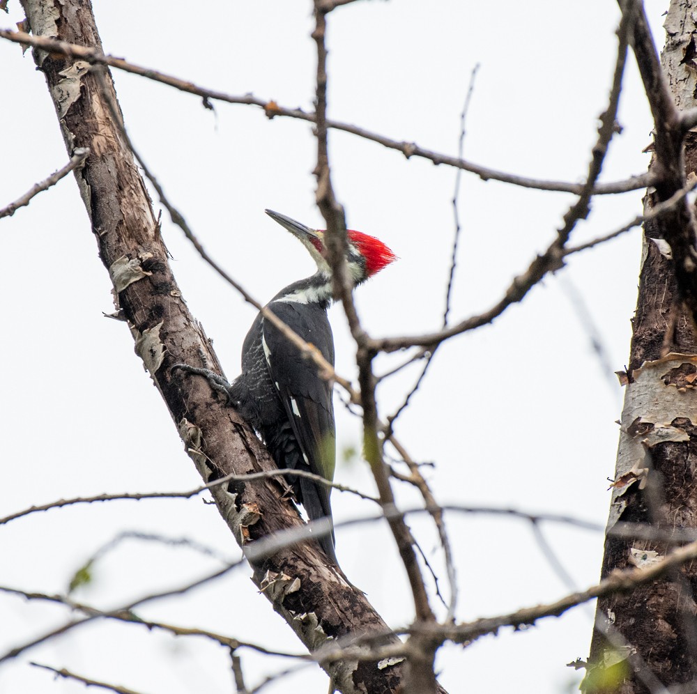 Pileated Woodpecker - Estela Quintero-Weldon