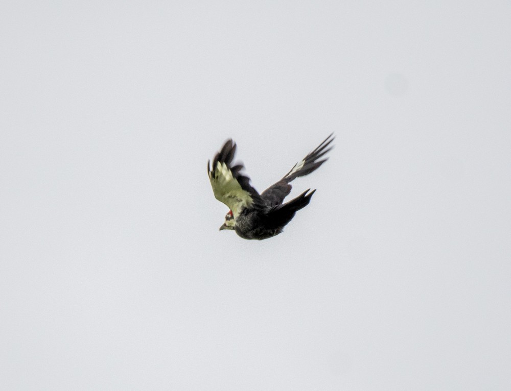 Pileated Woodpecker - ML488816541