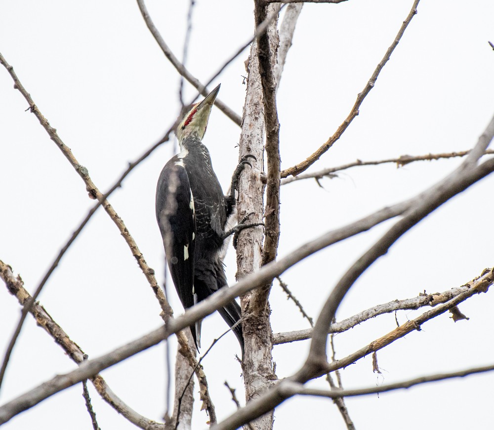 Pileated Woodpecker - ML488816551
