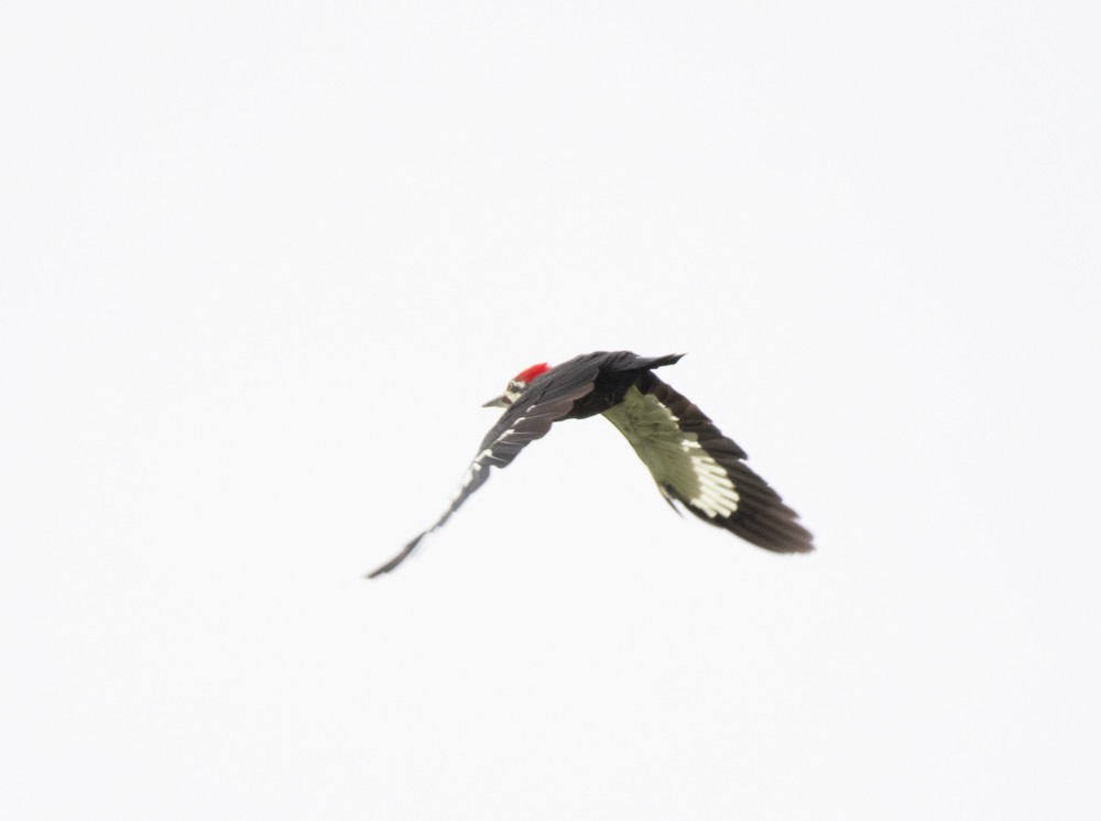 Pileated Woodpecker - ML488816561