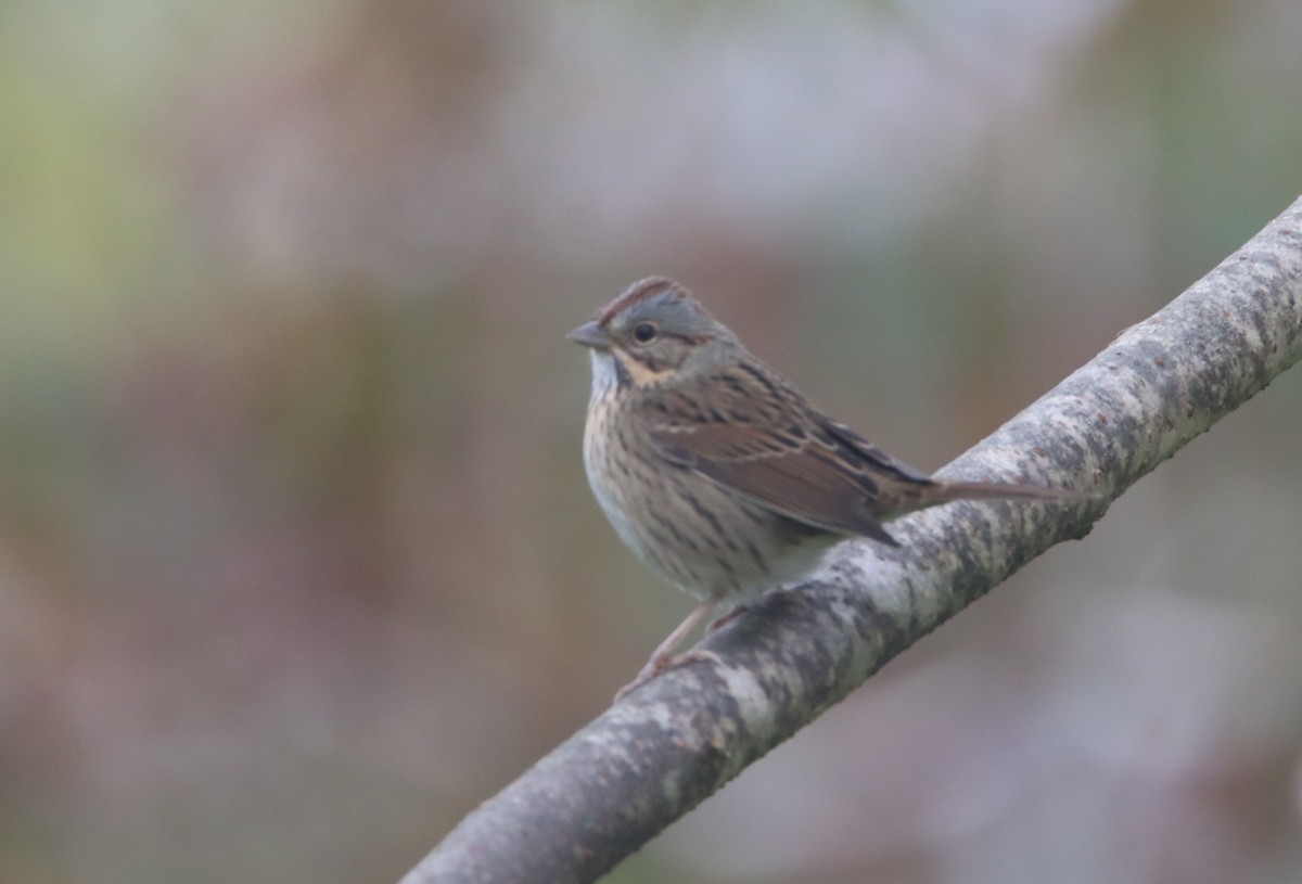 Lincoln's Sparrow - ML488821461