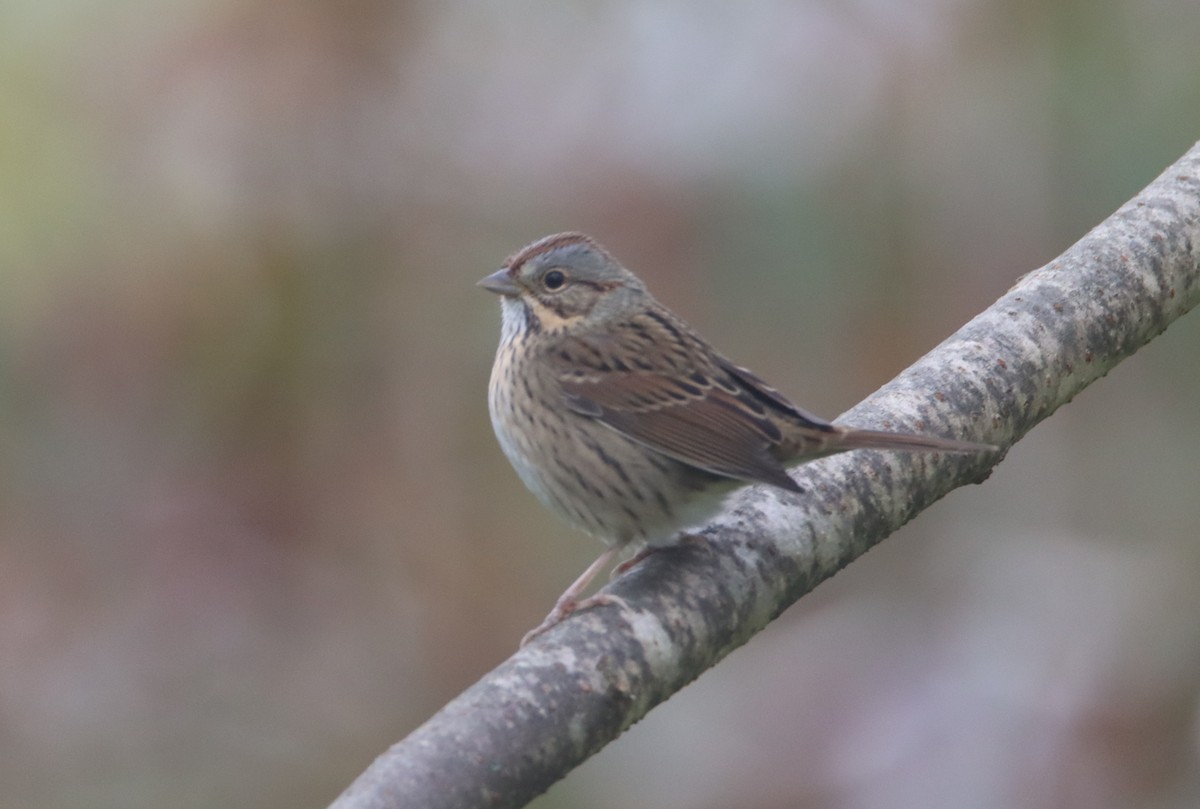 Lincoln's Sparrow - ML488821481