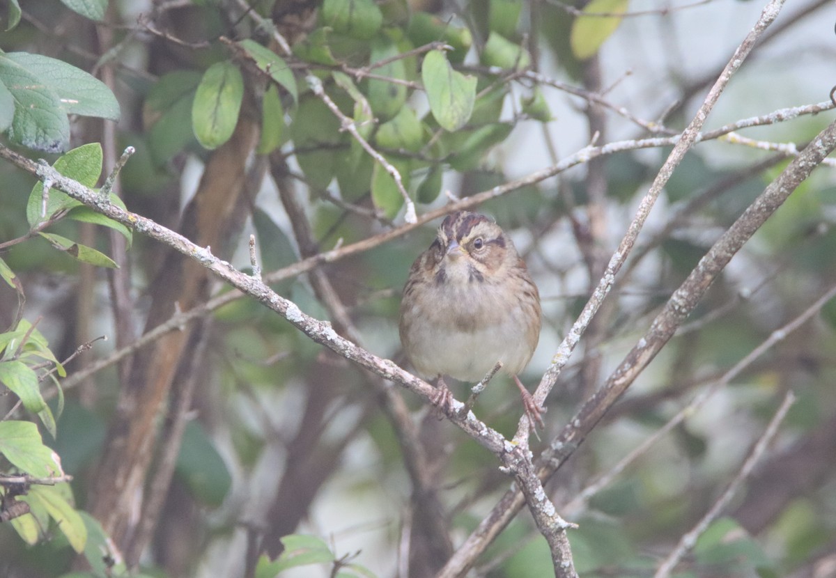 Swamp Sparrow - ML488821651