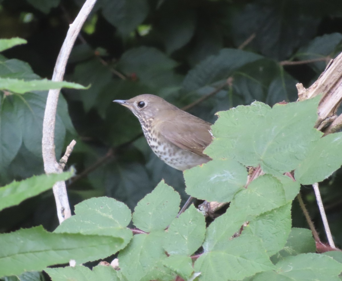 Gray-cheeked Thrush - ML488826121