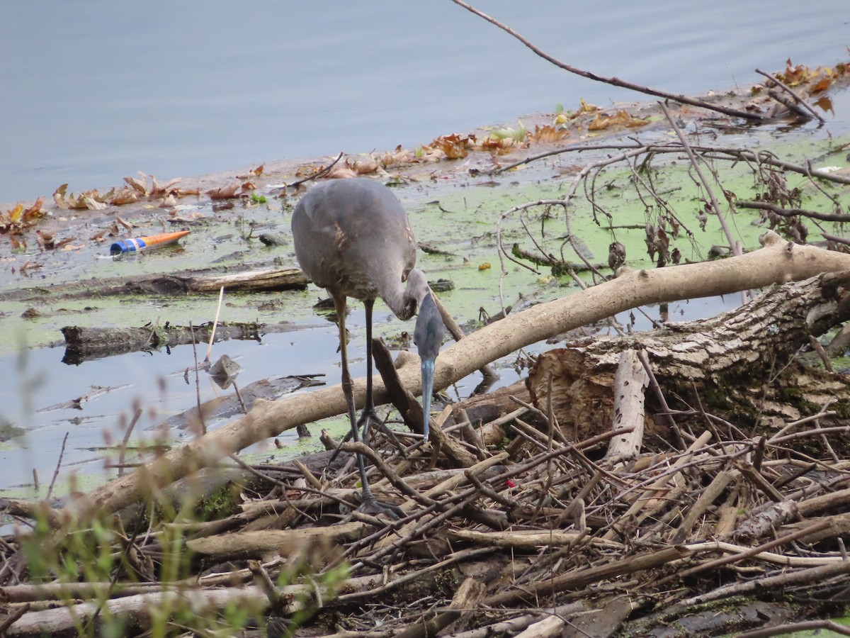 Great Blue Heron (Great Blue) - ML488826141