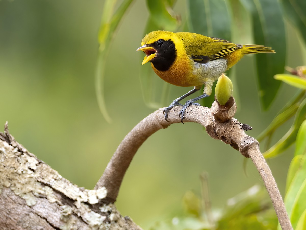 Guira Tanager - Andres Vasquez Noboa