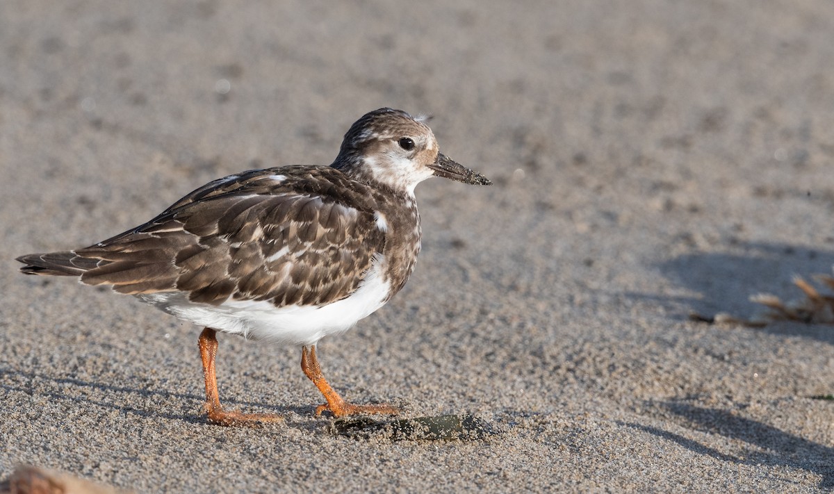 Ruddy Turnstone - ML488827751