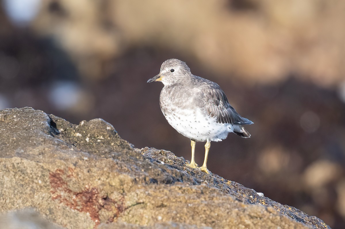 Surfbird - Simon Boivin