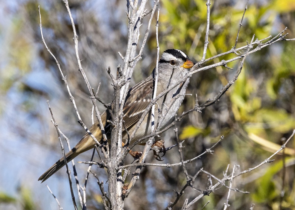 White-crowned Sparrow - ML488829581