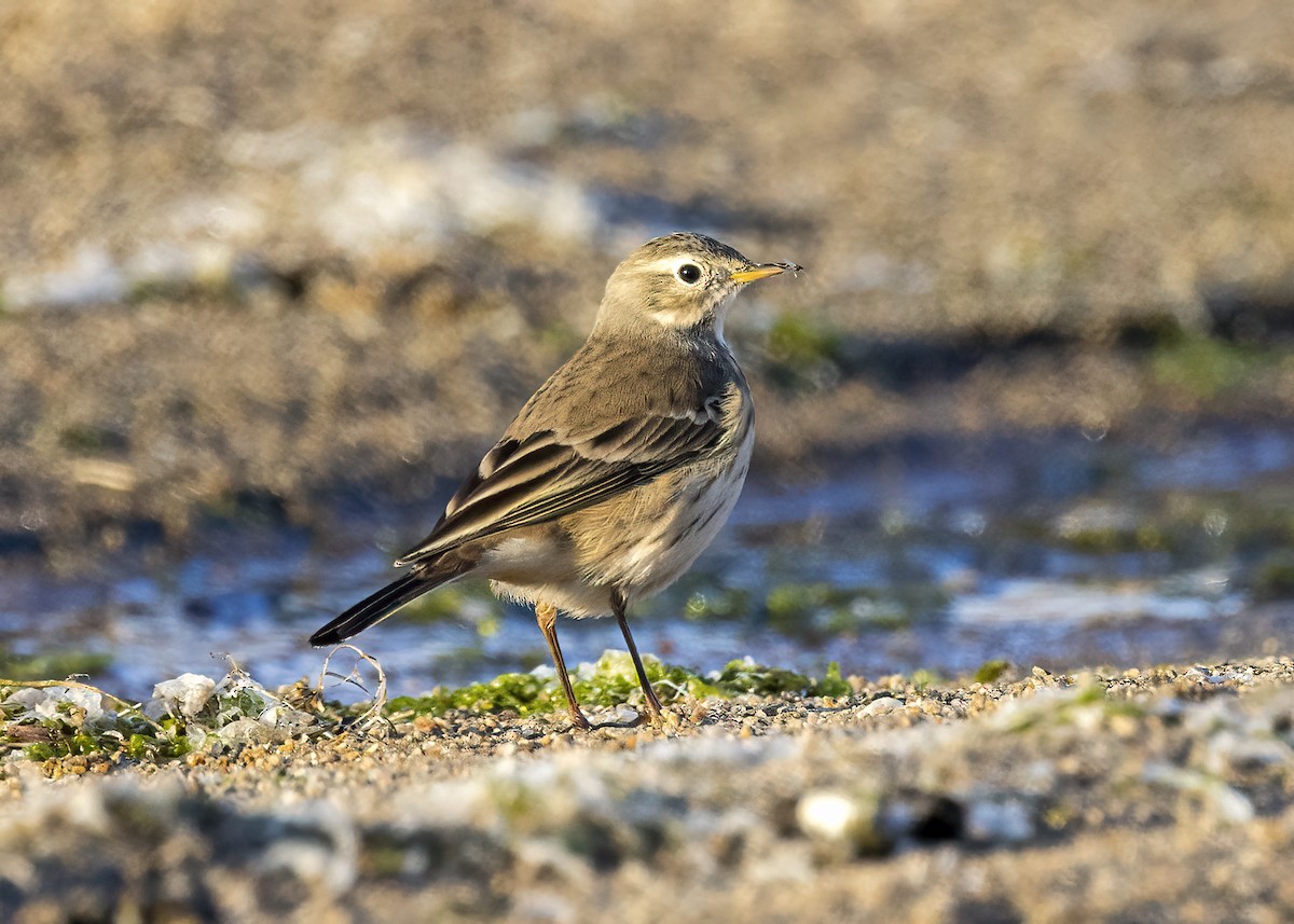 American Pipit - ML488830601