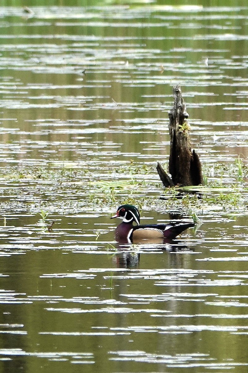 Wood Duck - ML488831081