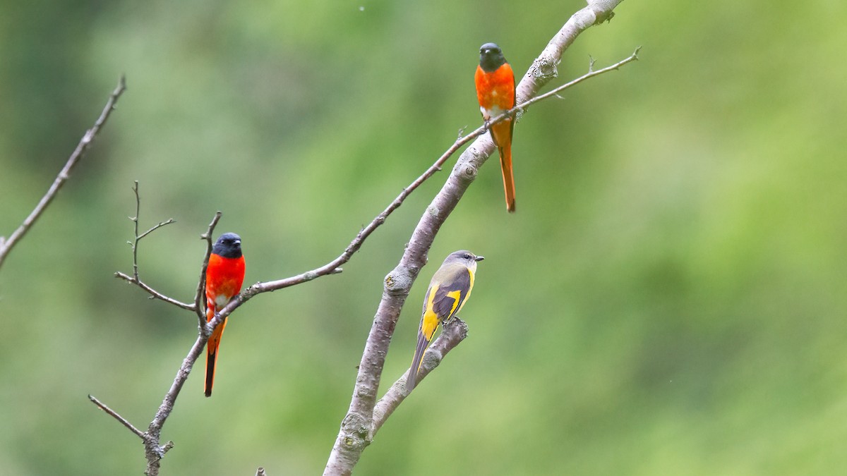 Minivet Colilargo - ML488831341