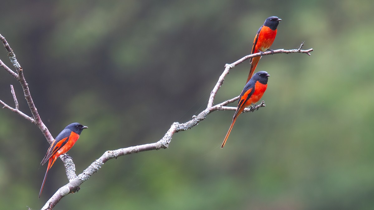 Long-tailed Minivet - ML488831351