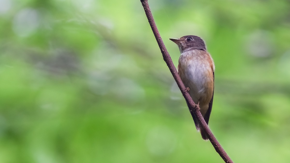 Ferruginous Flycatcher - Robert Tizard