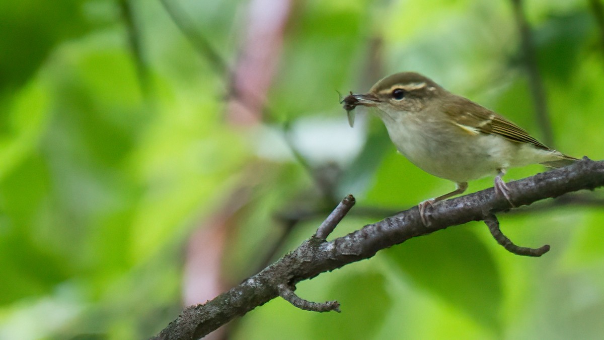 Large-billed Leaf Warbler - ML488833531