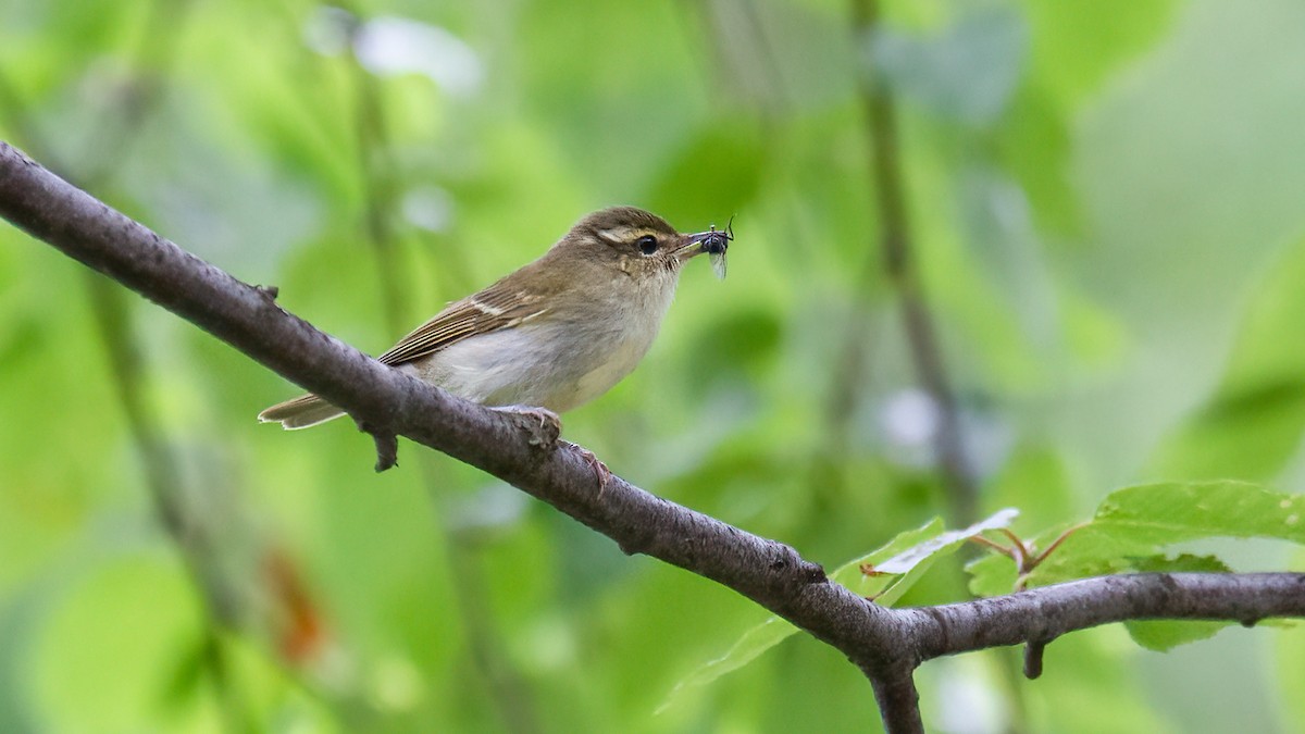 Large-billed Leaf Warbler - ML488833541