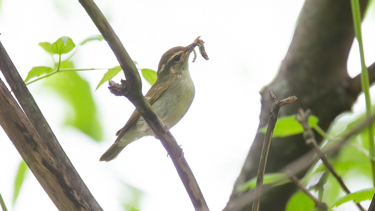 Large-billed Leaf Warbler - ML488833551