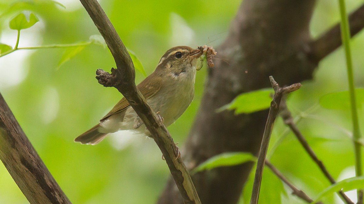 Large-billed Leaf Warbler - ML488833611