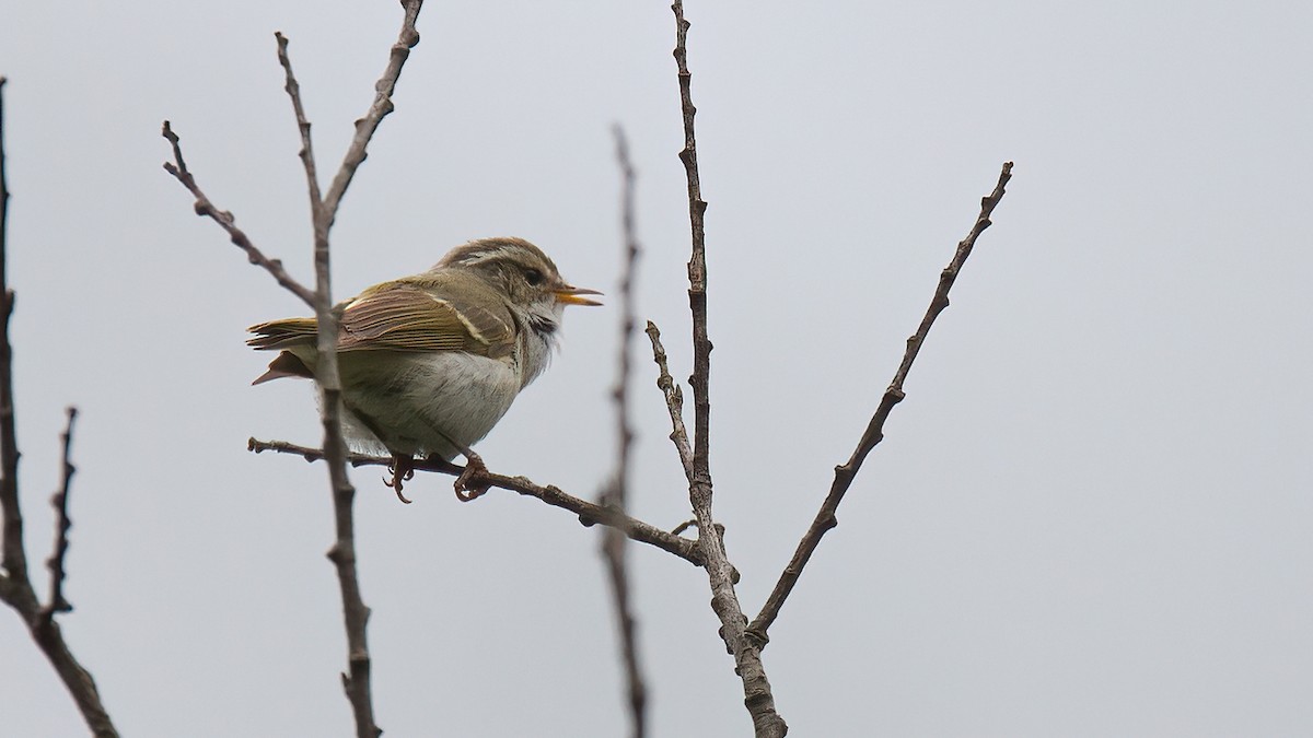 Chinese Leaf Warbler - ML488833731