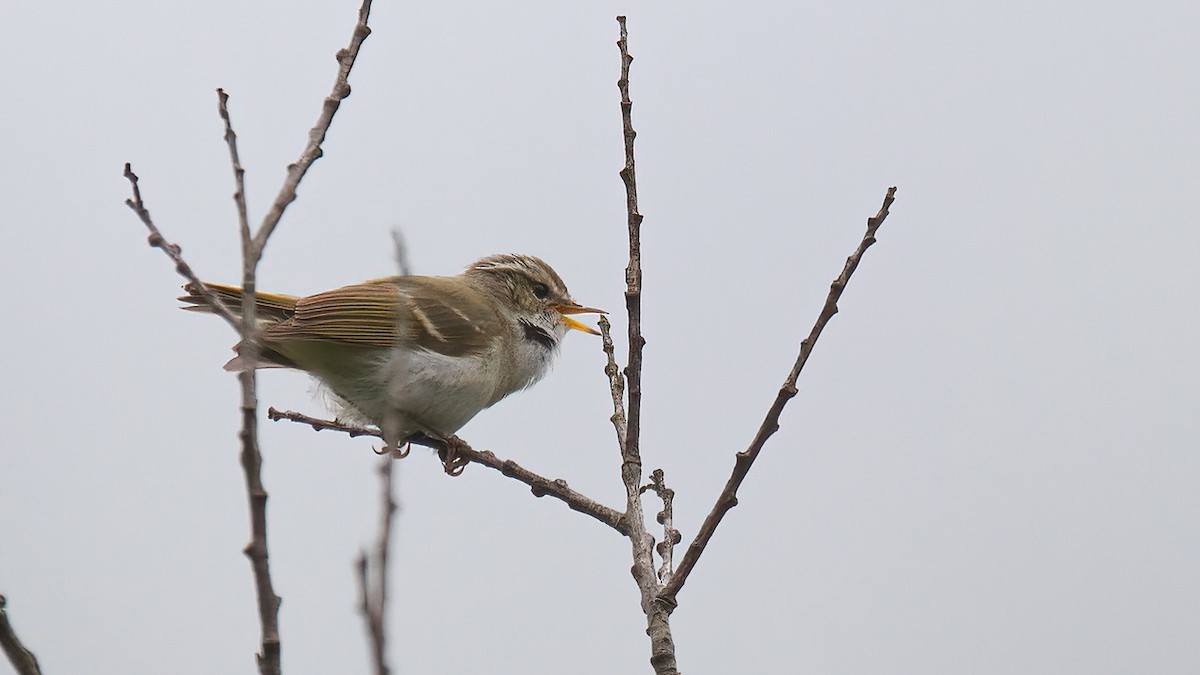 Chinese Leaf Warbler - ML488833751