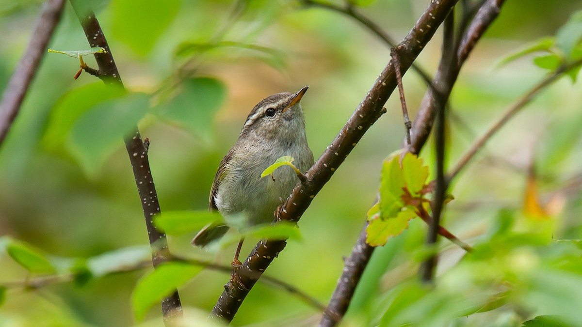 Hume's Warbler - ML488833801
