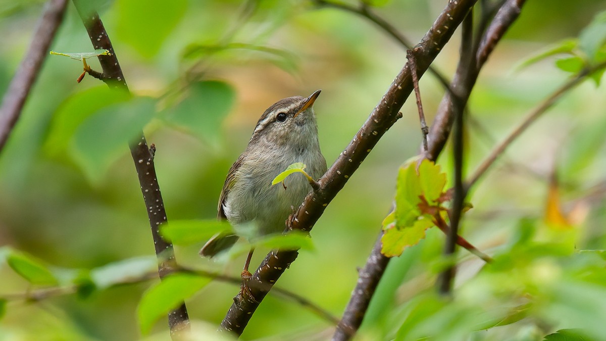 Mosquitero de Hume - ML488833801