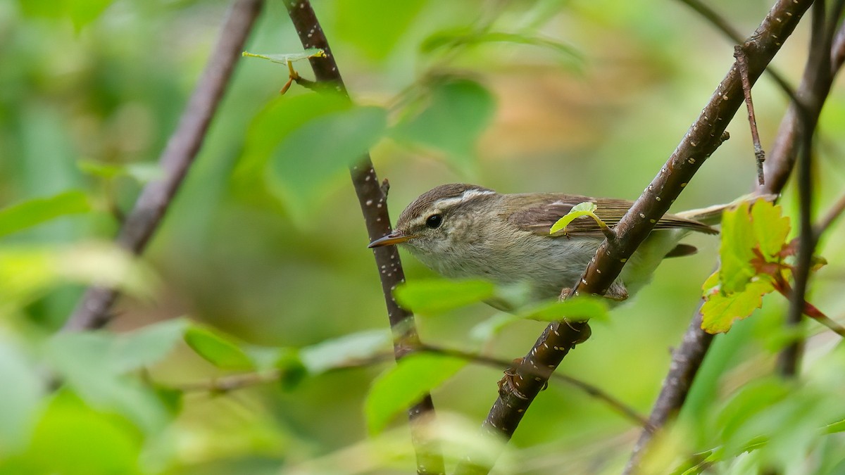 Mosquitero de Hume - ML488833811