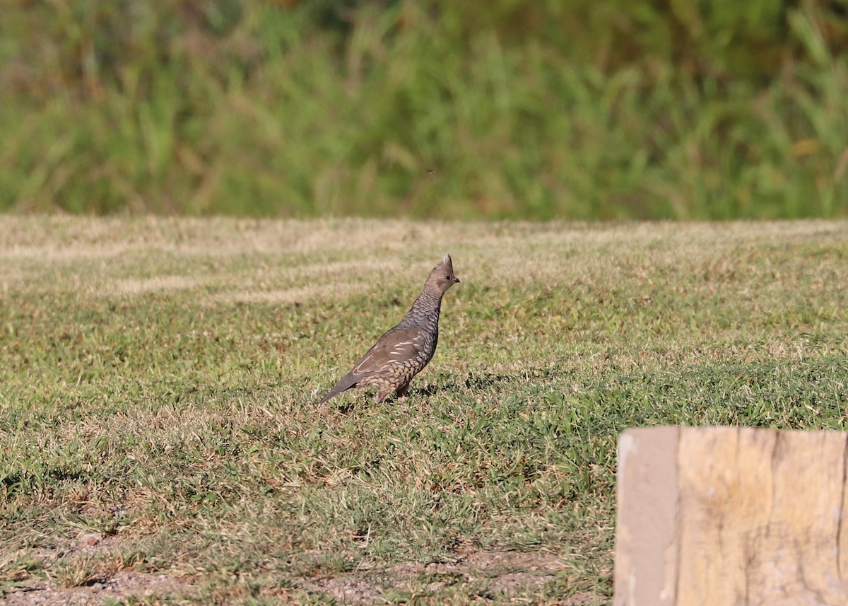 Scaled Quail - ML488834421