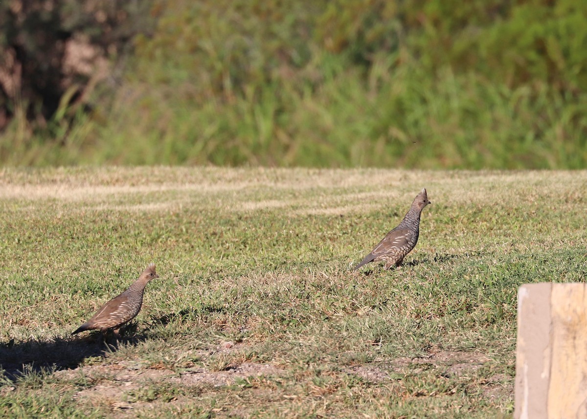 Scaled Quail - ML488834441