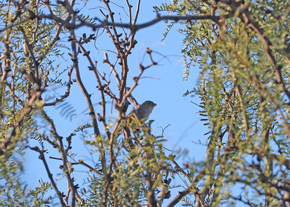 Gray Vireo - ML488834521