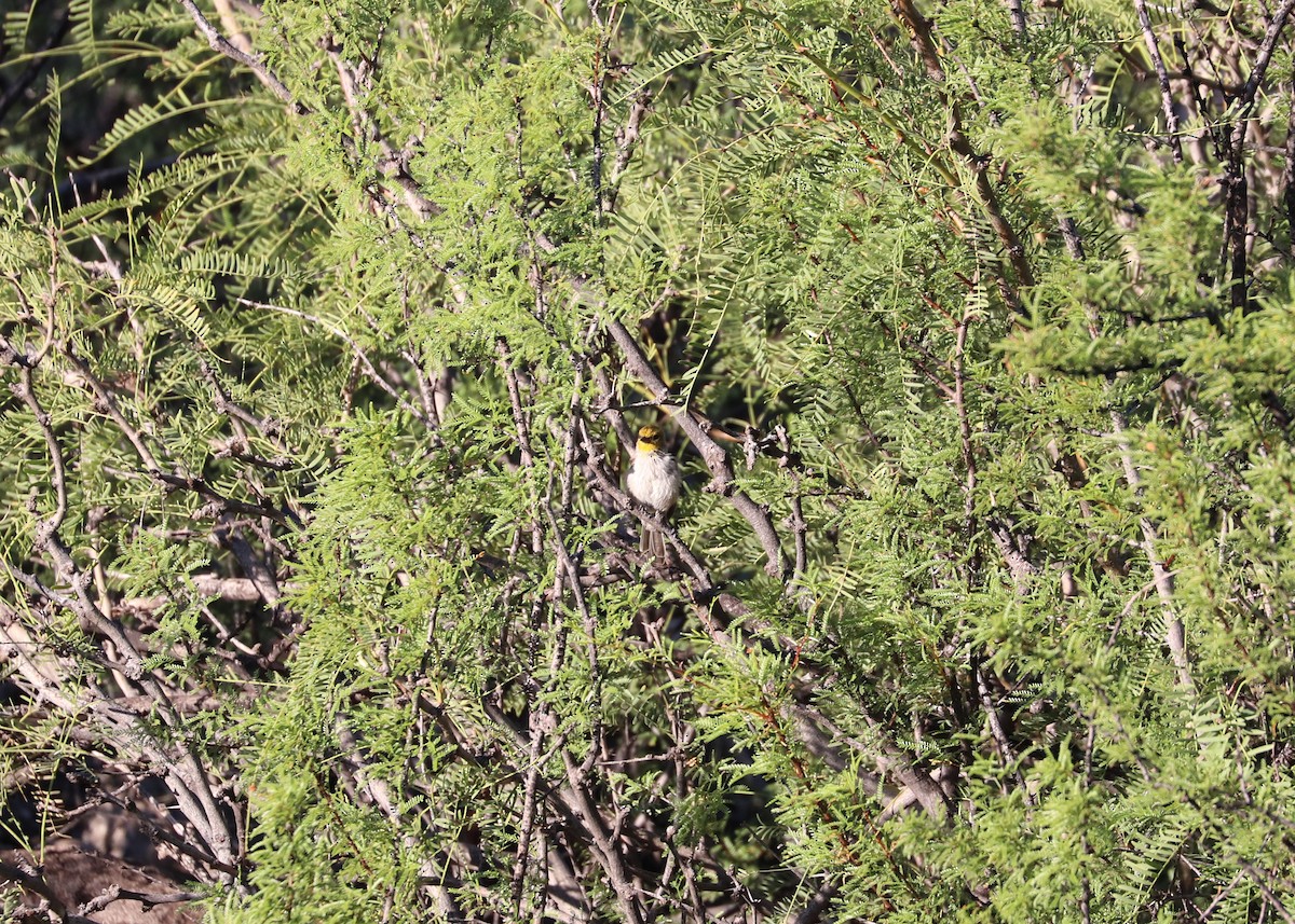 Verdin - ML488834551