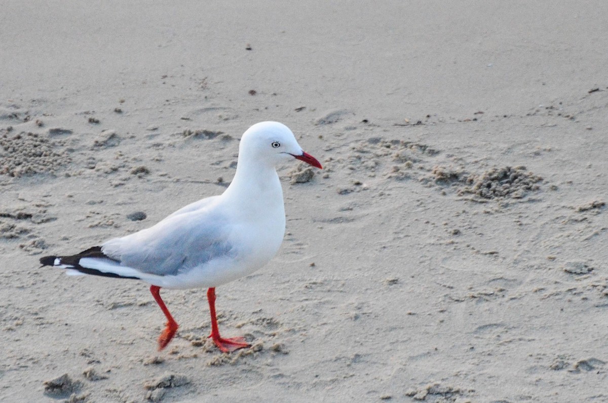 Mouette argentée - ML488834701