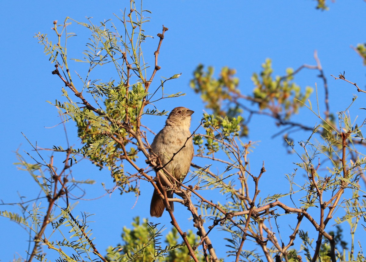 Canyon Towhee - ML488834711