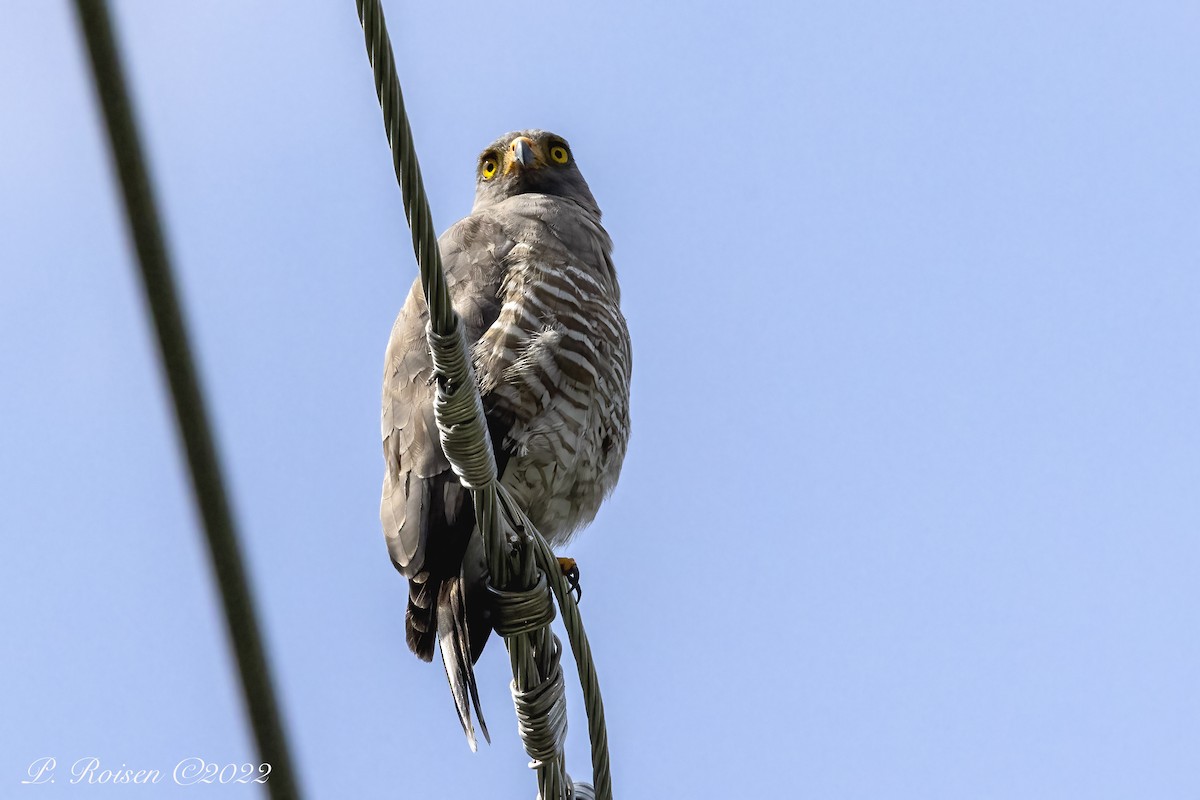 Wegebussard - ML488834791